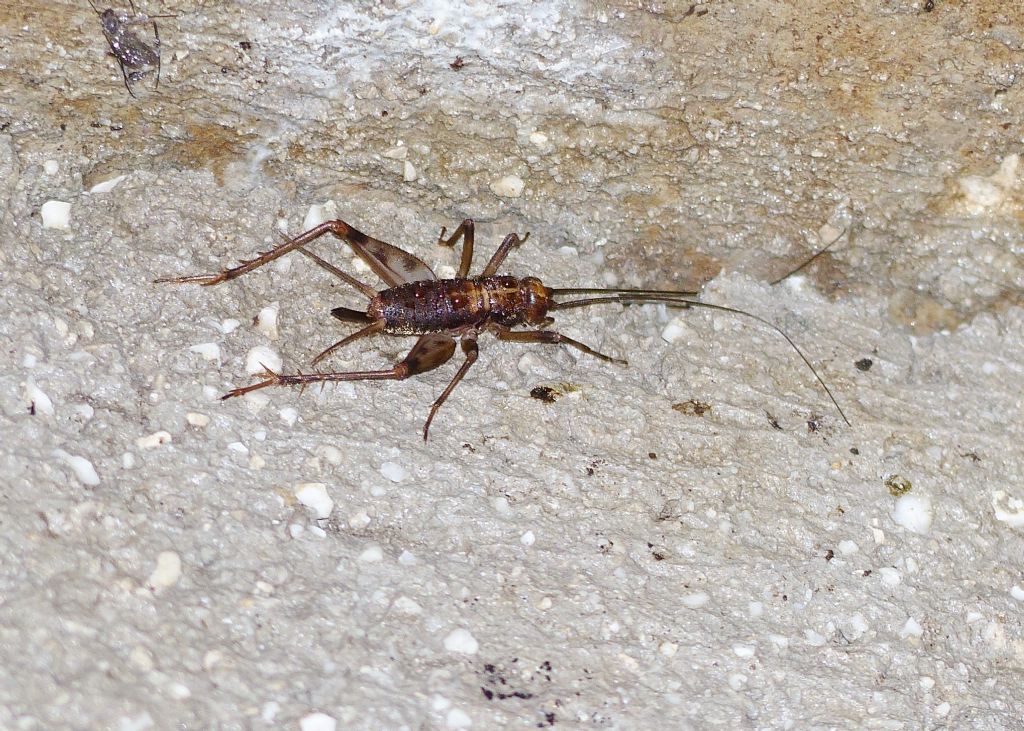 Gryllidae di grotta